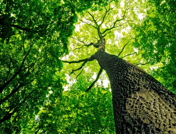 large-tree