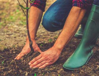 planting-a-tree