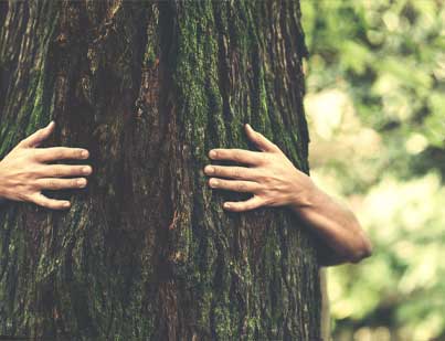 wood-sustainability